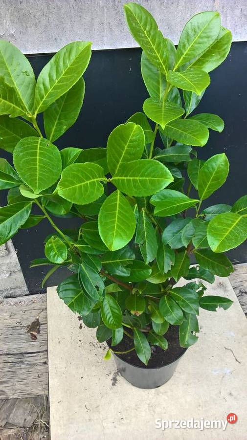 Super Piękny ŻywopłotLaurowiśnia Wschodnia Mszczonów