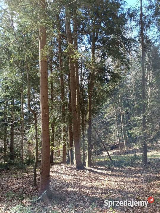 Sprzedam Las działkę 12ha leśna Sidzina