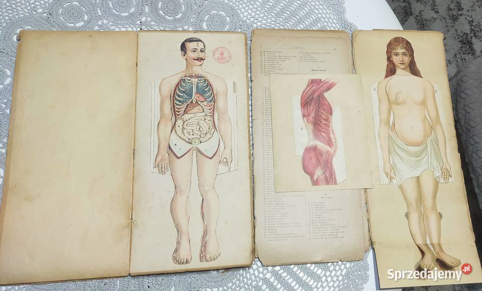 Budowa ciała ludzkiego 1901r budowa ciała Rok wydania 1901 Orzesze
