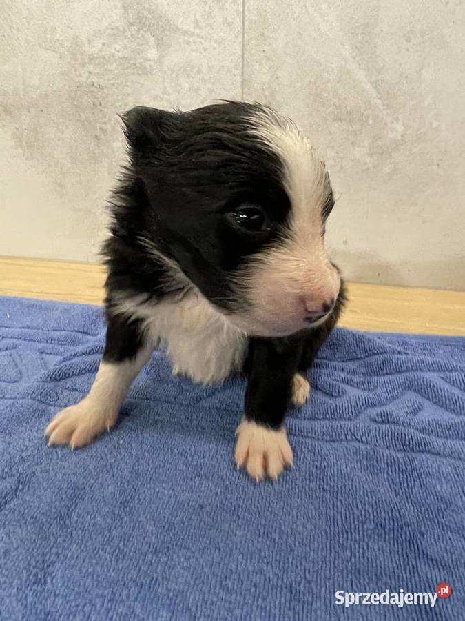 Szczeniak Border Collie czekoladowy suczka Drohiczyn