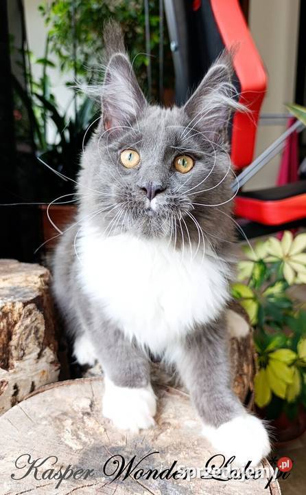 Niebieskobiały mruczek Maine Coon FPL Gdańsk sprzedam