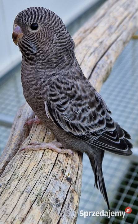 papużka falista blackface łatwo się oswaja może Katowice