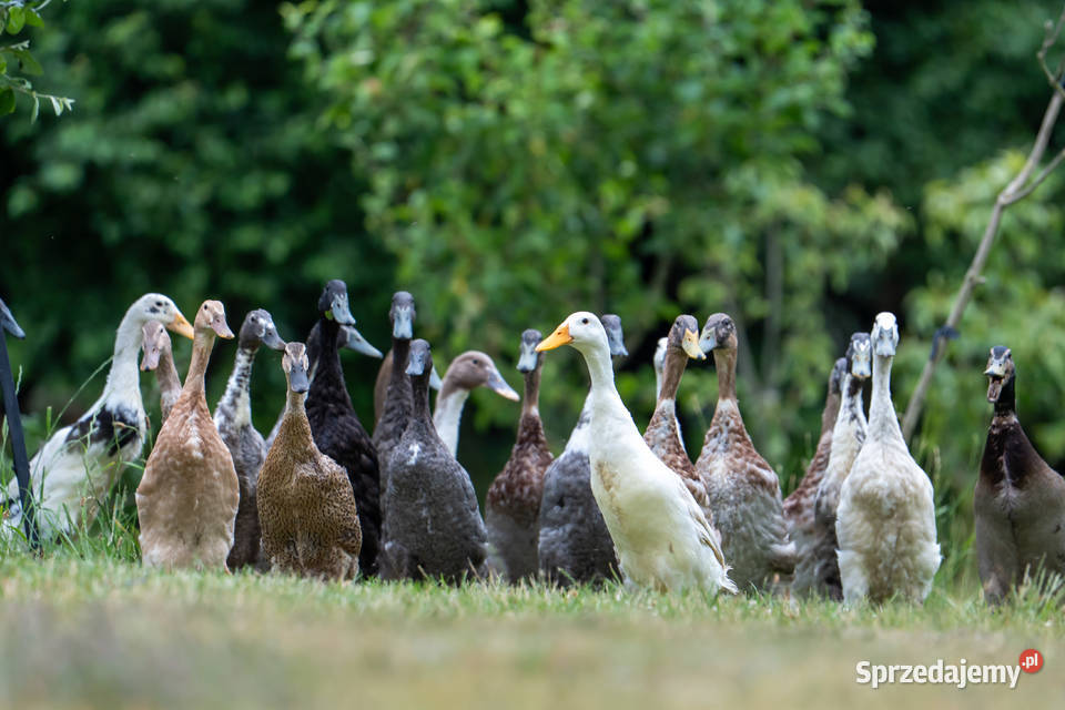 Jaja lęgowe kaczek biegusów z czubem sprzedam