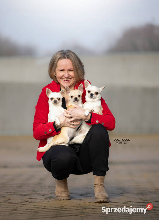 Chihuahua REPRODUKTORY szczenięta FCI Wwy Duży Dół