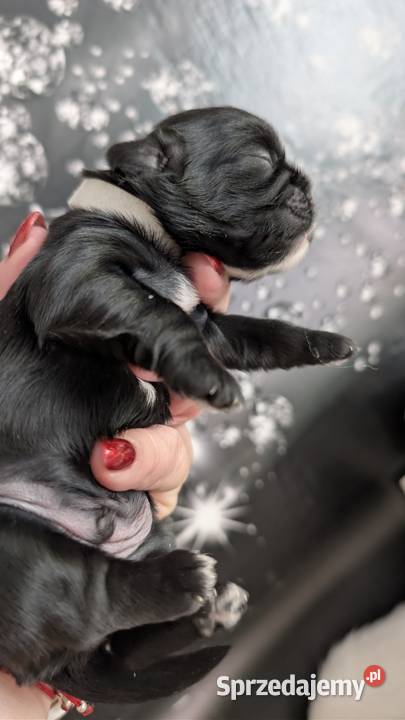 Szczenięta shih tzu Zawiercie