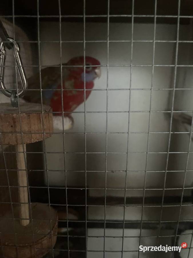 Sprzedam rozelle królewską samca Zwierzęta Ryki