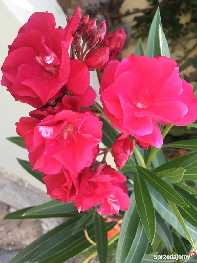 Szczepki oleander małopolskie Brzeźnica