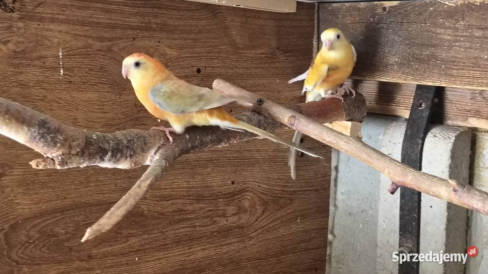 Papugi świergoty pary Ptaki Wagowo
