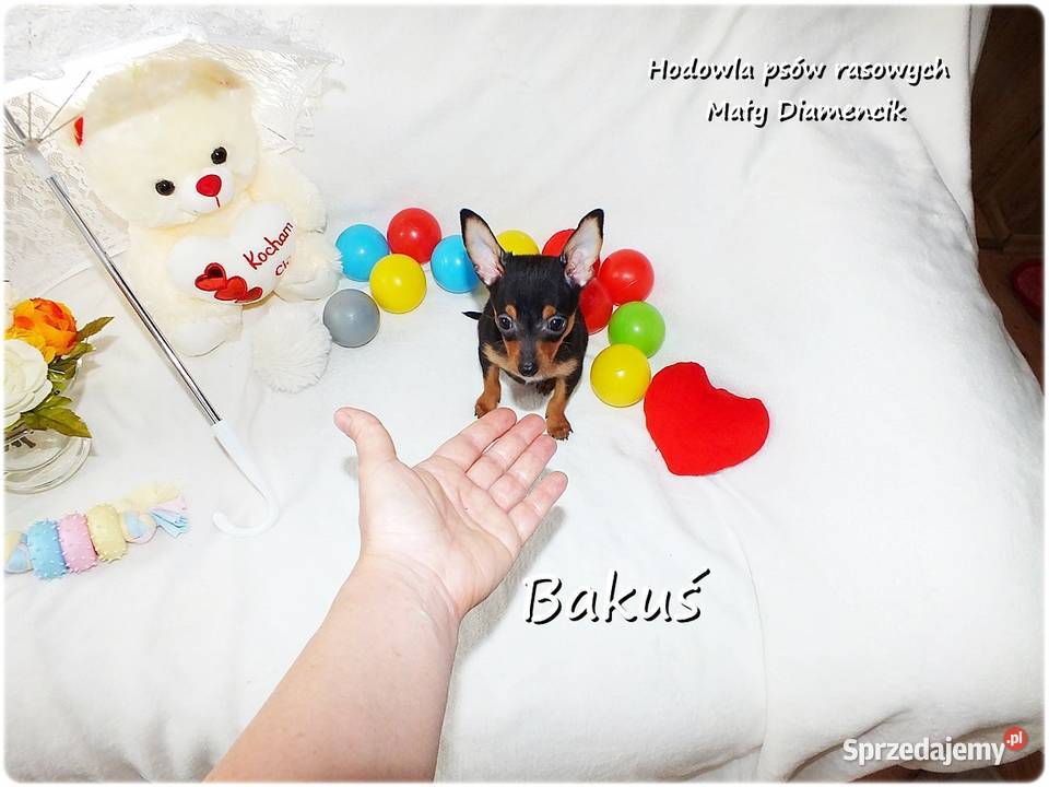 Mini Piesek BAKUŚ Ratlerek sarenka Pinczer
