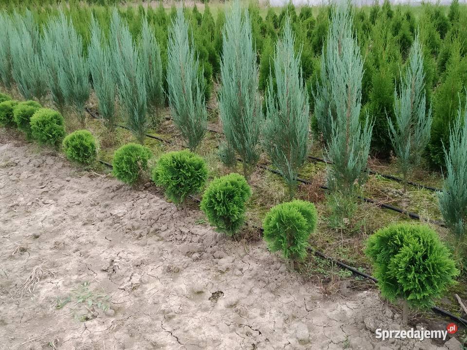 Tuja Danica śred 30 kula Kraków juta Wawrzeńczyce