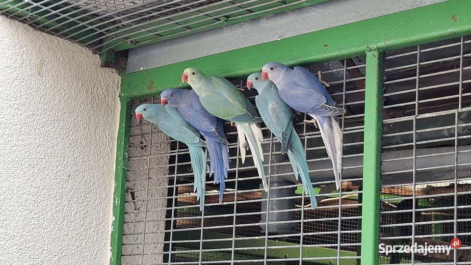 Aleksandretta aleksy aleksandretty obrożna wielkopolskie Chrzypsko Małe