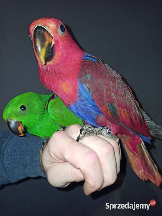 Lory Wielkie Barwnice Eclectus Para Białystok sprzedam