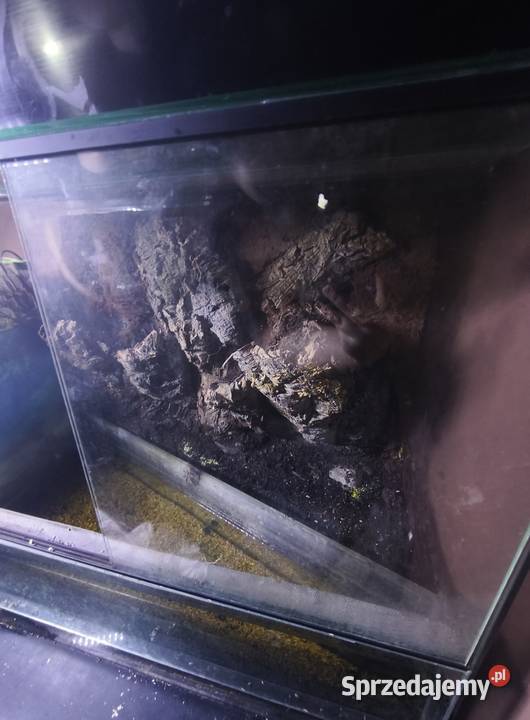 TerrariumPaludarium z odgrodzoną częścią wodną Terrarystyka Bartniczka