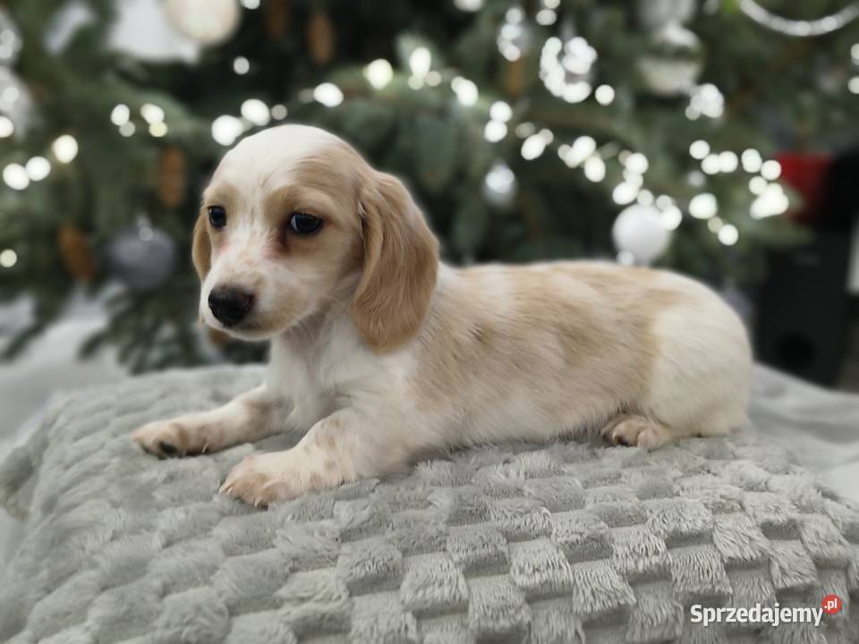 Jamnik długowłosy miniaturowy Dackel dachshund Jamnik łódzkie Żychlin