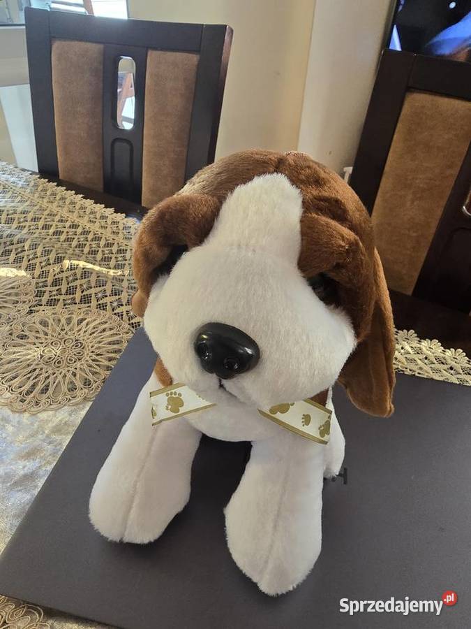 Maskotka piesek beagle podlaskie Łomża sprzedam