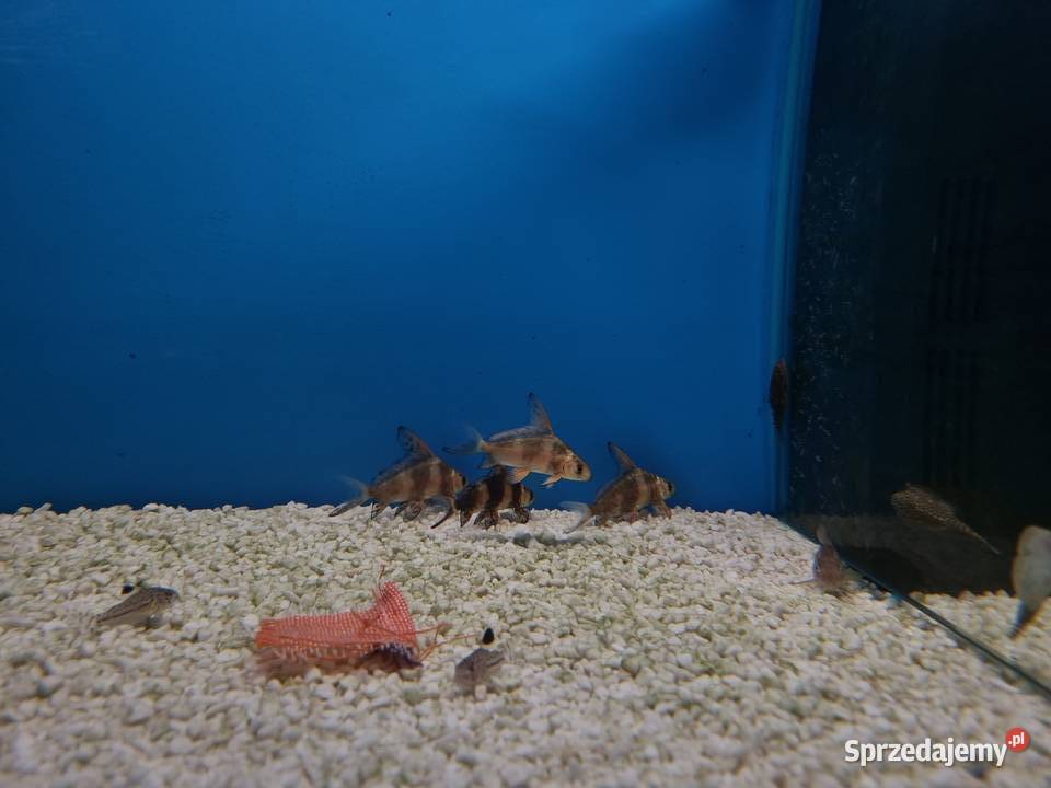Czukuczan chiński ryby akwariowe Rybnik sprzedam