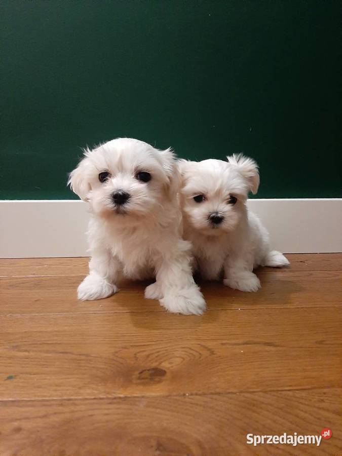 Maltańczyk ZHPR rodowód dostępne zaraz Kraków