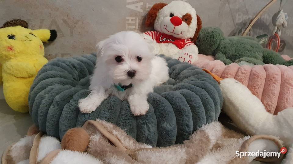 Sunia gotowa do odbioru dolnośląskie Mierczyce