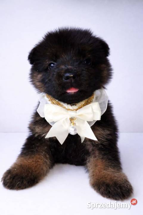 Owczarek Niemiecki długowłosy Sosnowo