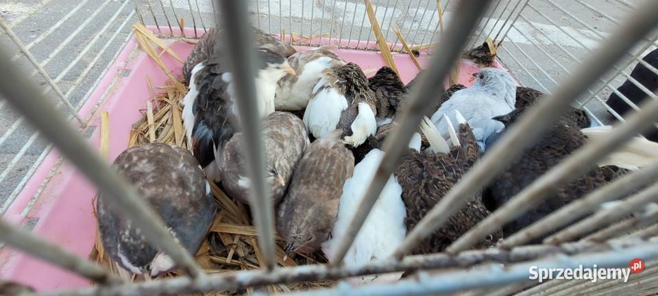 Przepiórki chińskie łódzkie Skierniewice