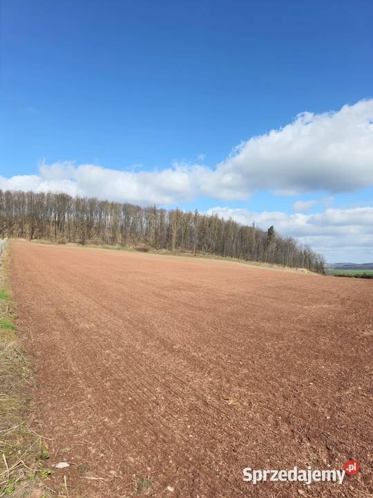 Sprzedam działkę rolnobudowlaną z dużym Dobromierz