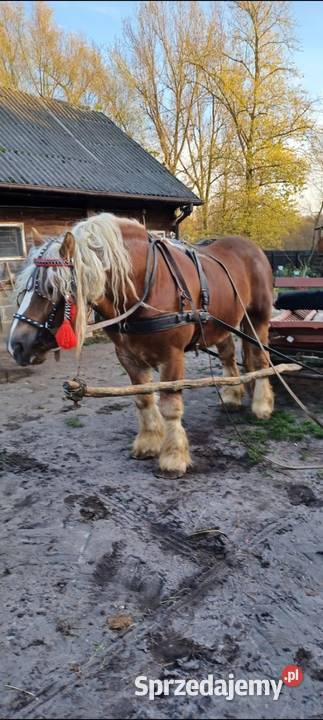 Konie zimnokrwiste Poizdów