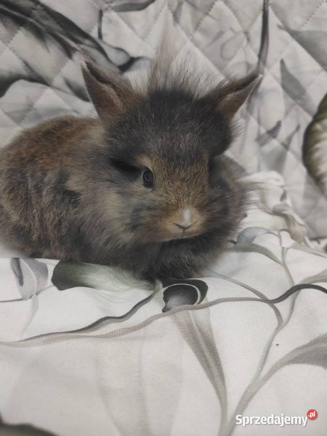 Królik miniaturka baranek lewek samiczka samiec śląskie Łodygowice