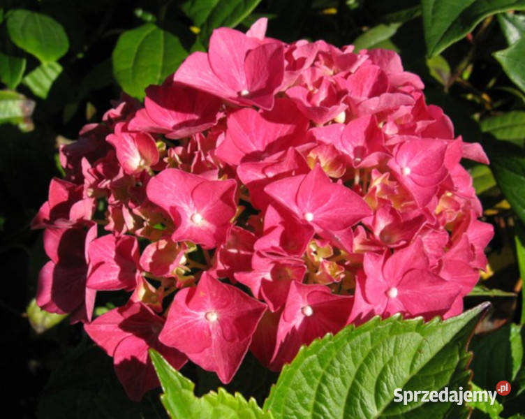 HORTENSJA ALPENGLUHEN sadzonki w doniczkach kujawsko-pomorskie