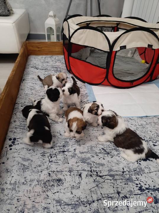 Shih Tzu Maltańczyk Rzeki Wielkie