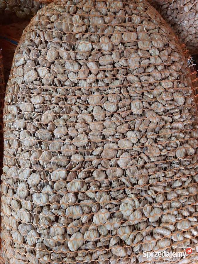 Bób bizon Zielenice