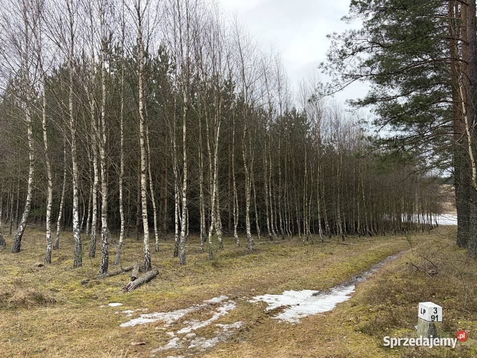 Sprzedam 20 letni las w Koczale o pow 296 ha pomorskie Koczała