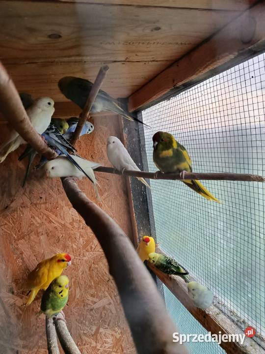 Papugi modrolotki kozy faliste nimfy i inne Jasło