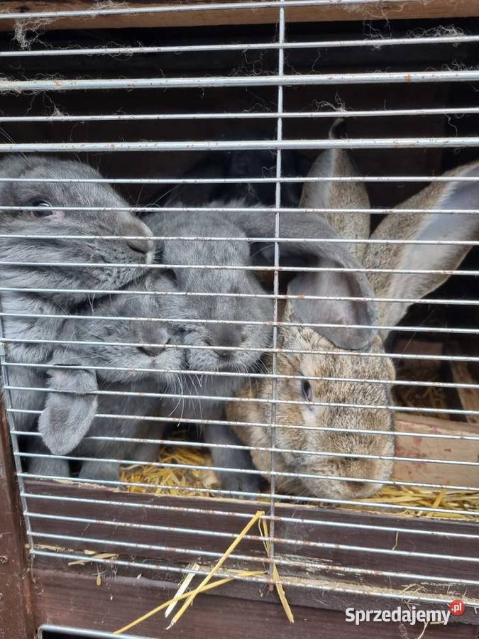 Sprzedam kroliki różne rasy Toruń