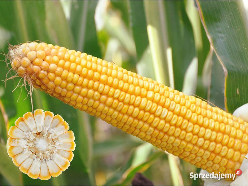 Materiał siewny kukurydza SM Boryna FAO 250 Rolnictwo Darłowo