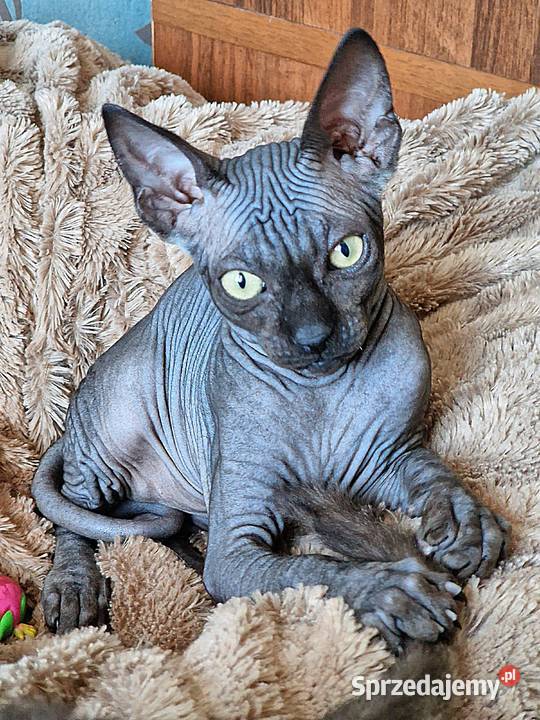 Sfinks Kanadyjski kocurek Sfinks wielkopolskie Jarocin