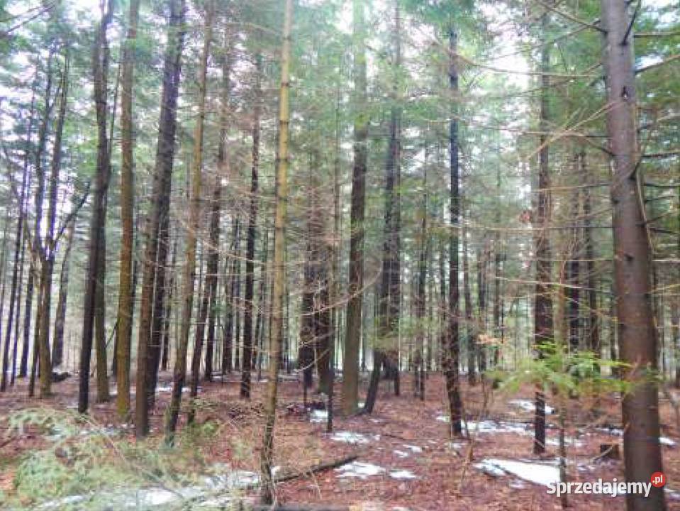 14 udziału w działce leśnej w Bóbrce 290m2 Bóbrka sprzedam