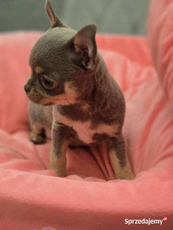 Chihuahua Liliowa podpalana XXS Chihuahua Bielsko-Biała