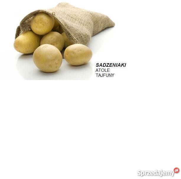 Sprzedam ziemniaki sadzeniaki Atole Tajfun Blizianka sprzedam
