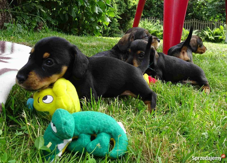 Jamniki szorstkowłose miniaturowe Tychy