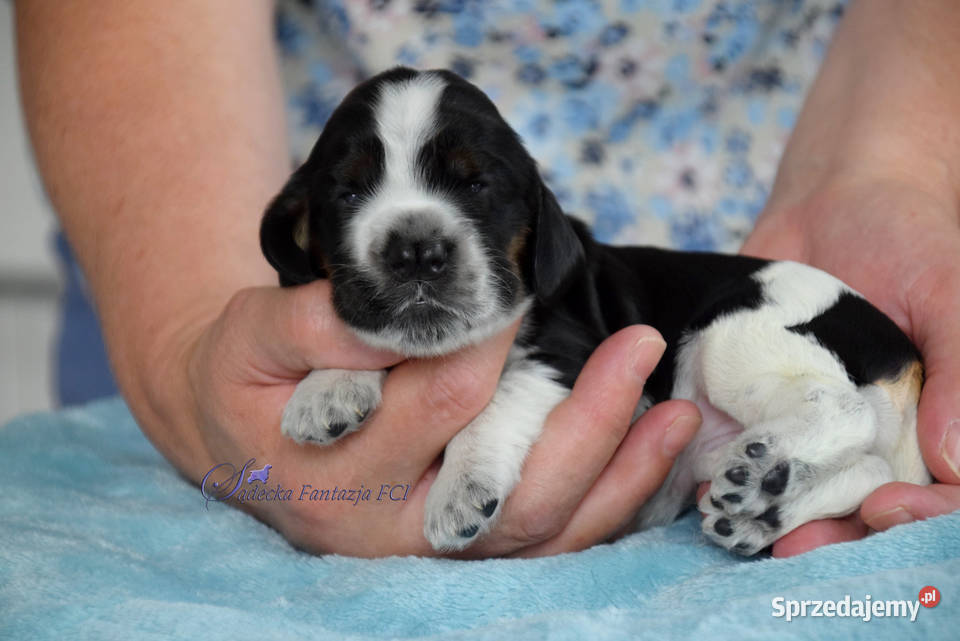 Cocker Spaniel Angielski szczenięta