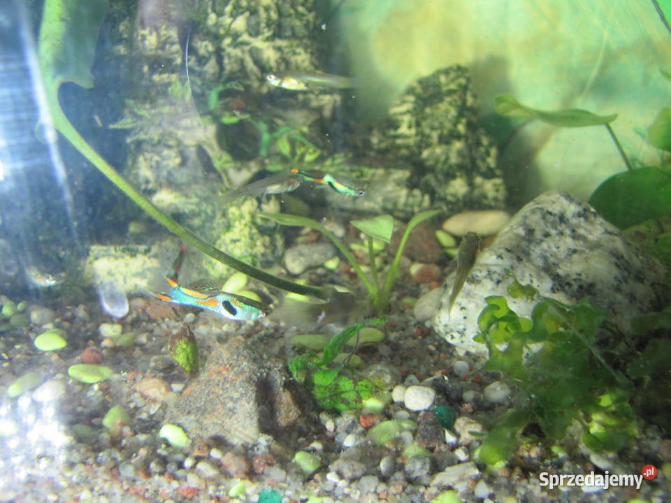 Akwarium z obsadą małe Toruń sprzedam