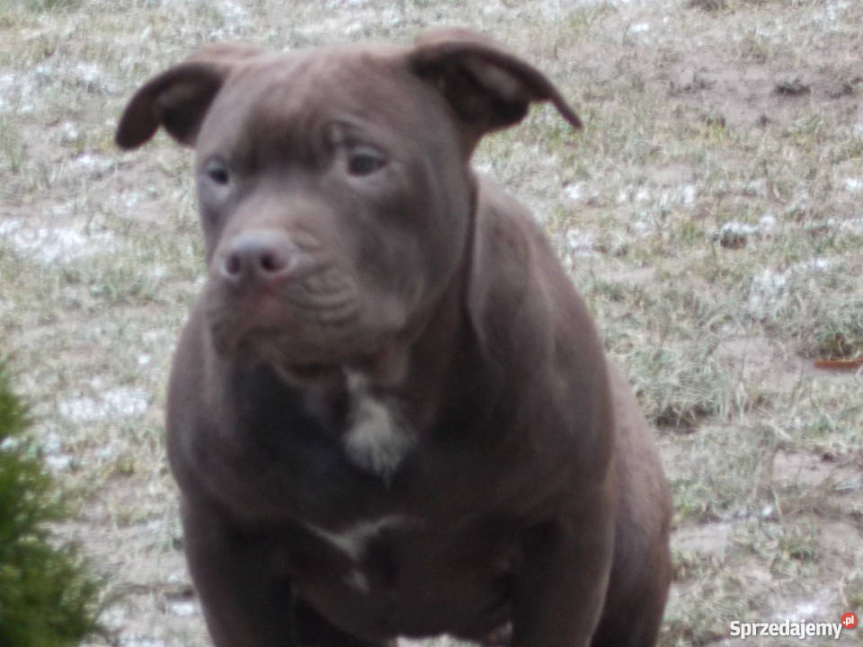 Suczka Pit Bull Płock