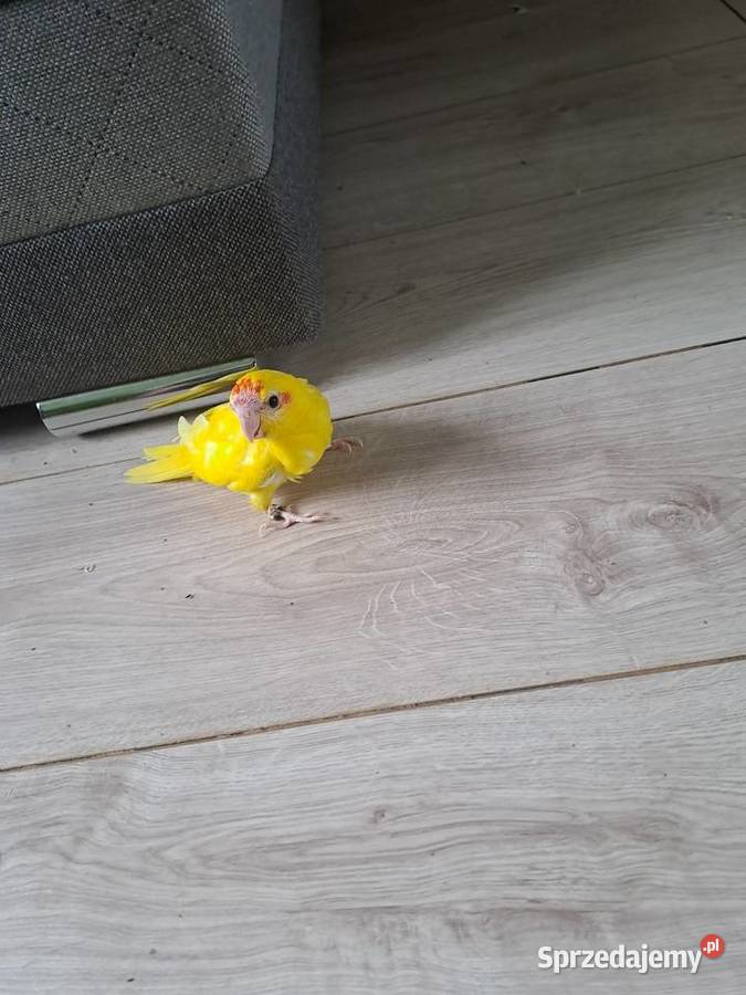 będę miał na sprzedaż papugi kozy Wawrzeńczyce