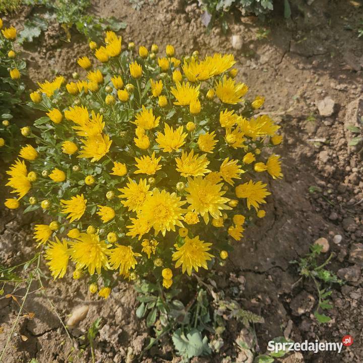 Chryzantemy drobnokwiatowe Udanin