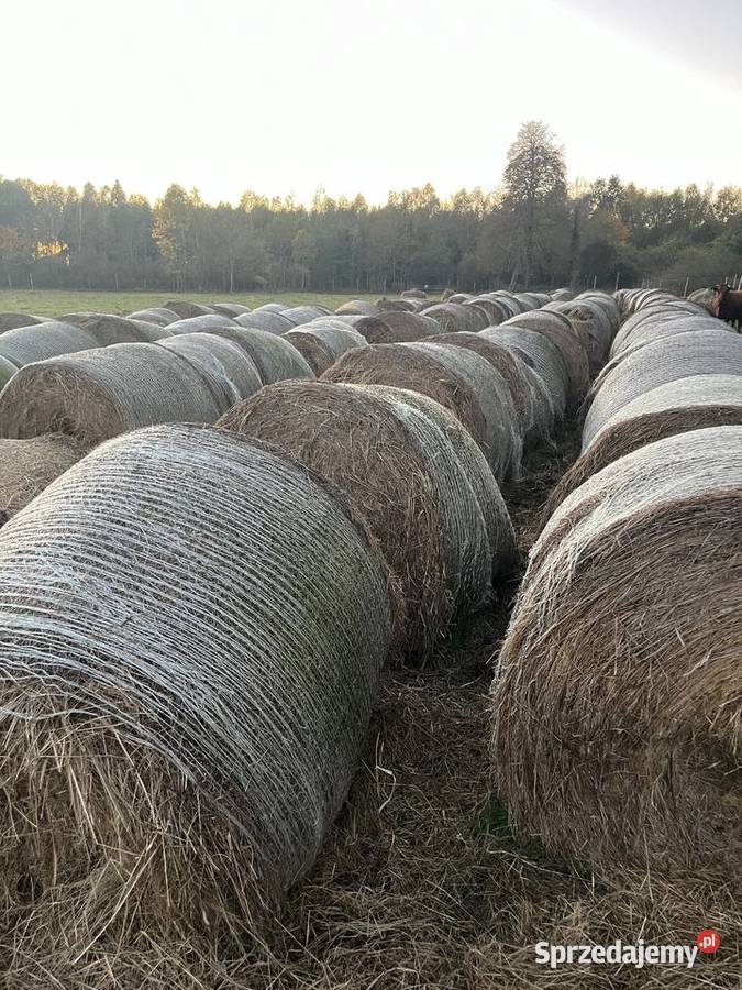Siano Budzyń