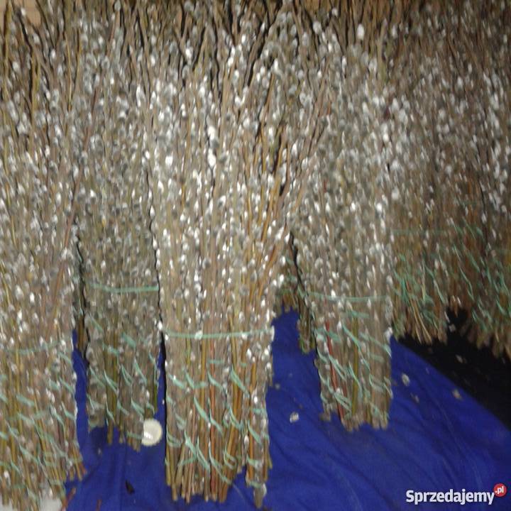 Baziepalmy wielkanocne Dekoracje i ozdoby Piotrków Trybunalski