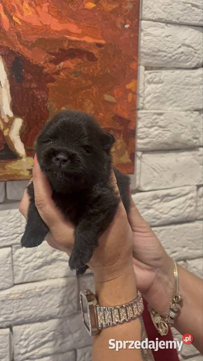 Szpic miniaturowy pomeranian boy Poniszowice