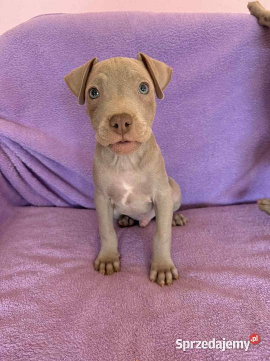 American Pit Bull silverfawn pitbull Sieradz