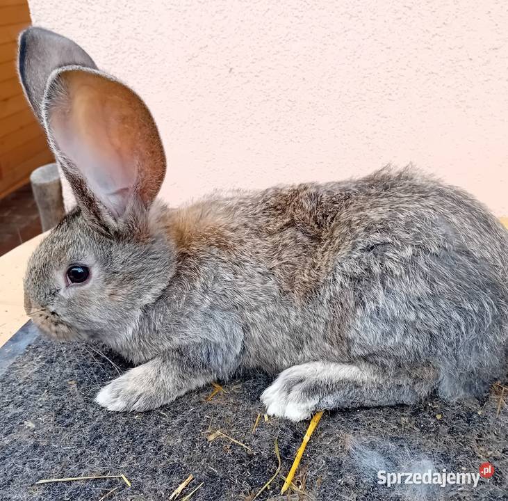 Olbrzym belgijski młode samce BOS Bulowice