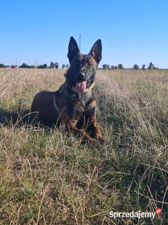 Owczarek belgijski Malinois łódzkie Wójtostwo